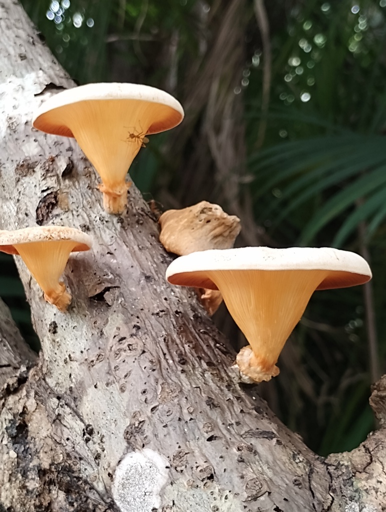 Lentinus sajor-caju · April 2025 · photo: © lesleymarr (iNaturalist, cc-by)