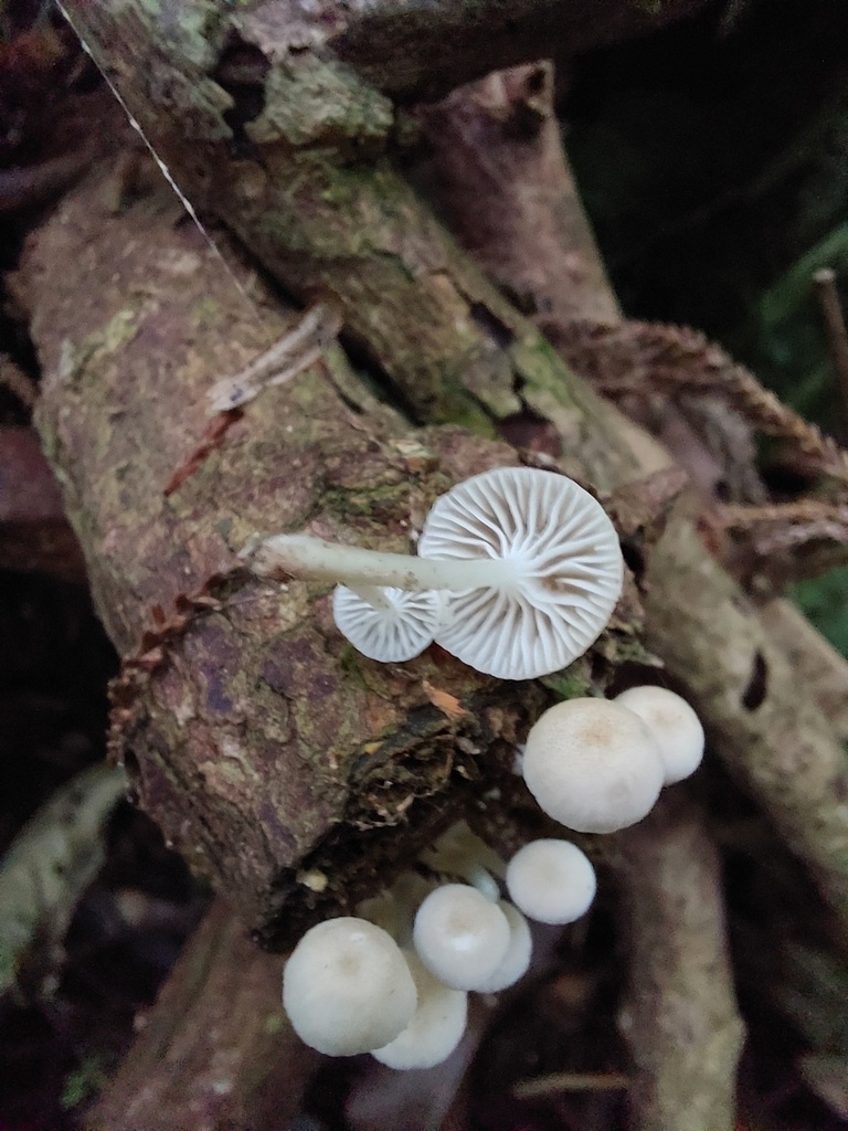 Roridomyces austrororidus · April 2025 · photo: © catchwords (iNaturalist, cc-by)