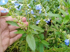 Salvia uliginosa