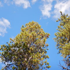 Cronartium comandrae