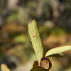 Cronartium comandrae