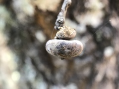 Heteroecus sanctaeclarae