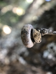 Heteroecus sanctaeclarae