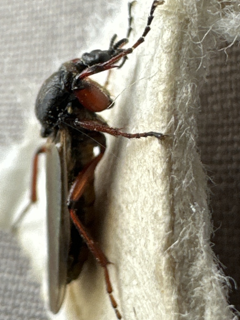 Bibio varipes