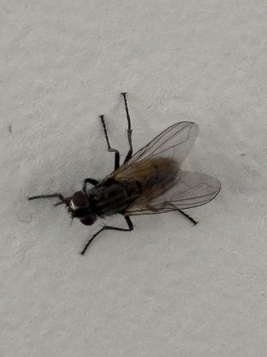 Common House Fly, Bovenweg, Sint Pancras, Noord-Holland, NL, photo 9 of 10
