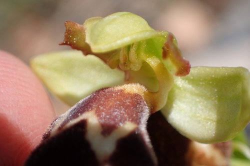 Image of Ophrys omegaifera by (c) Jorge Íñiguez, some rights reserved (CC BY)