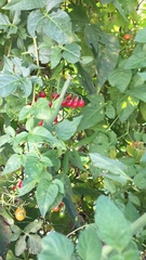 Tenodera sinensis