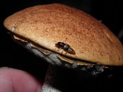 Oxyporus maxillosus