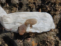 Ascidiella aspersa