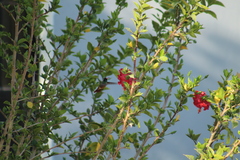 Basilinna xantusii
