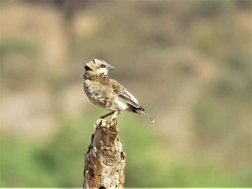 Donaldson Smith's Sparrow-Weaver (Plocepasser donaldsoni), photo 4