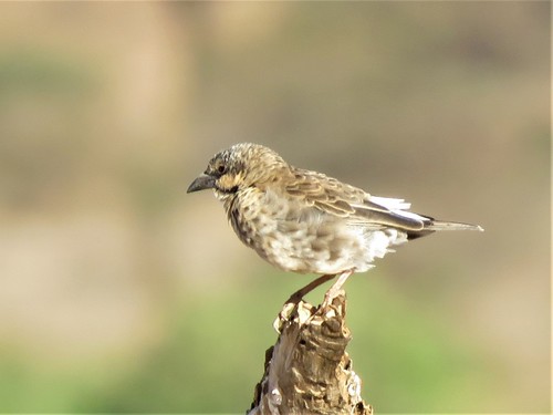 Donaldson Smith's Sparrow-Weaver (Plocepasser donaldsoni), photo 5