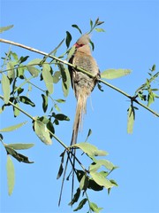 Urocolius macrourus