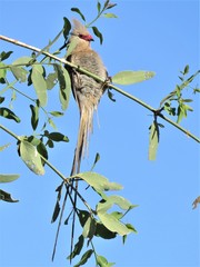 Urocolius macrourus