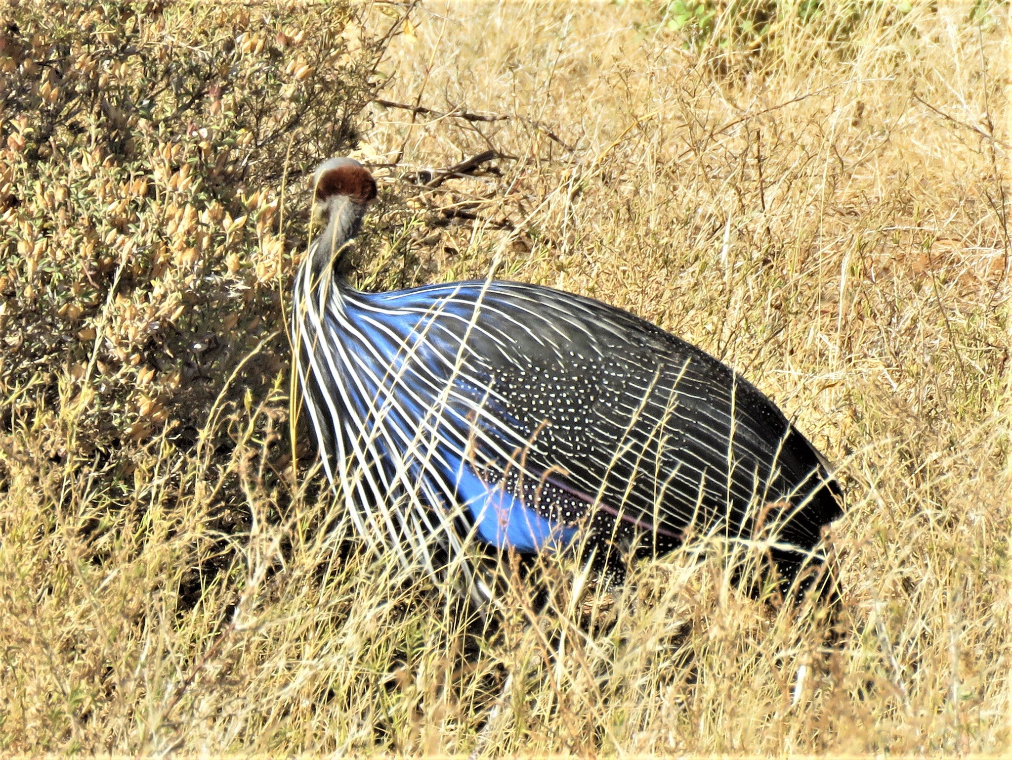 Vulturine Guineafowl illustration