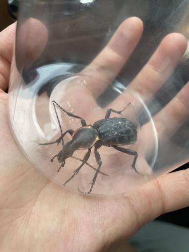 Carabus augustus