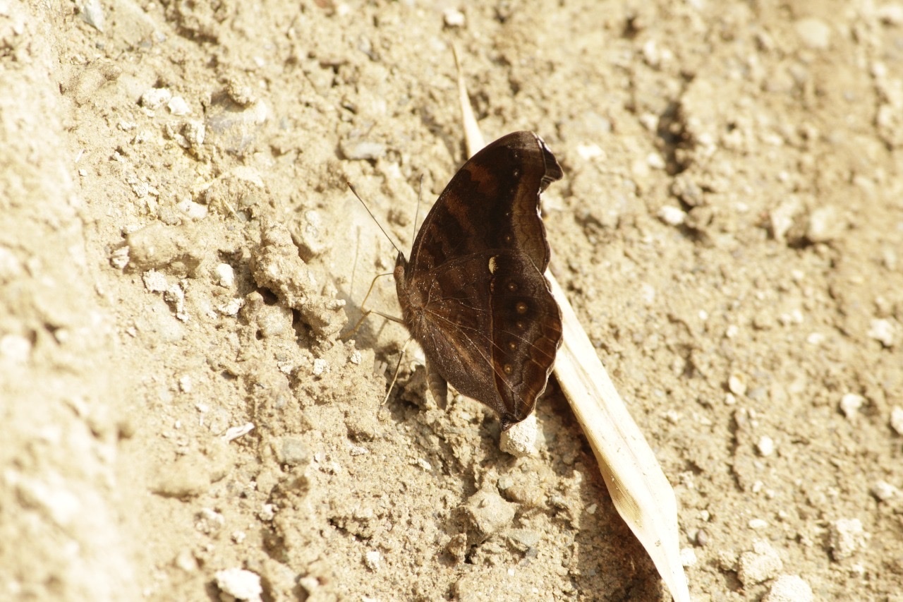 Chocolate Pansy