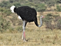 Struthio molybdophanes