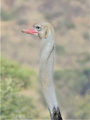 Struthio molybdophanes