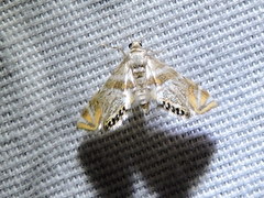 Petrophila heppneri