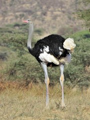 Struthio molybdophanes