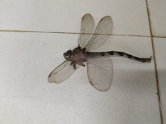 Gynacantha dravida