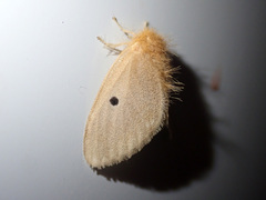 Bembina isabellina