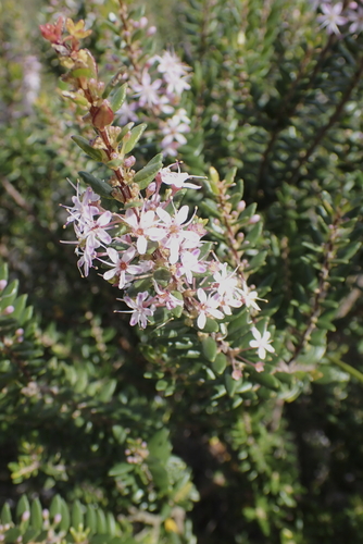 Image of Agathosma ovata by (c) Karen Eichholz, some rights reserved (CC BY)