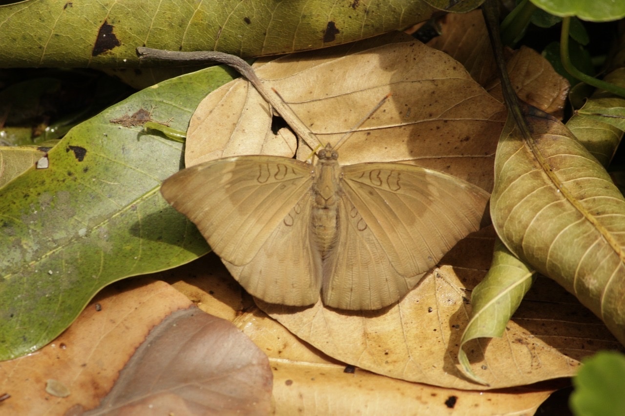 Common Earl