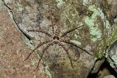 Heteropoda venatoria