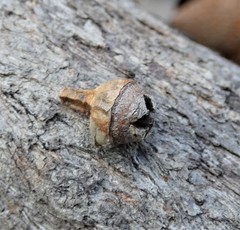 Eucalyptus exserta