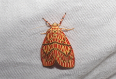 Barsine cornicornutata