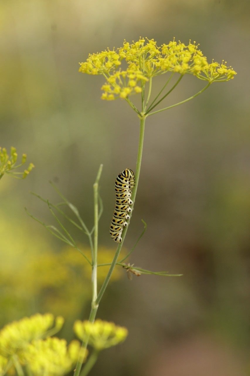 Common Yellow Swallowtail