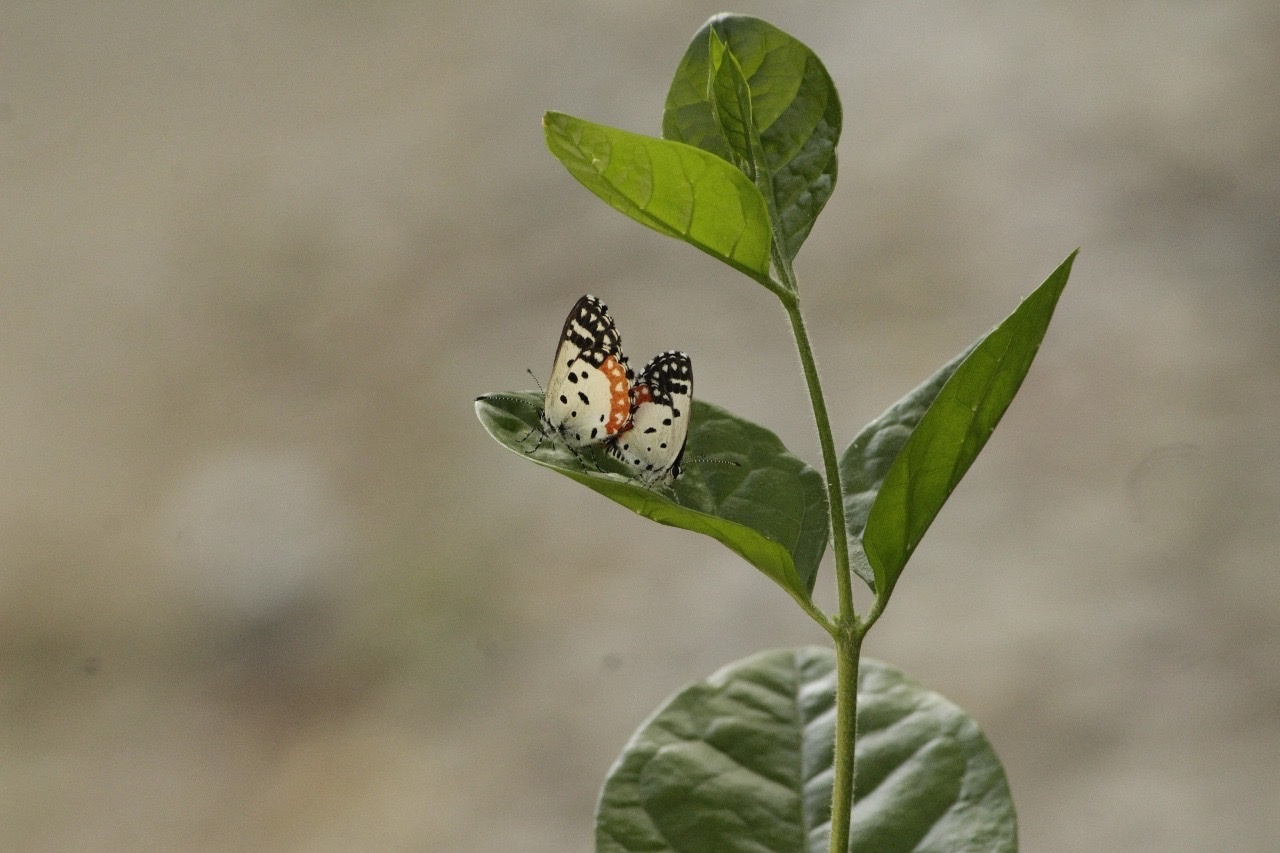 Red Pierrot