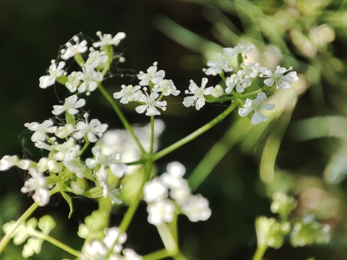 Image of Anthriscus cerefolium by (c) Igor Balashov, some rights reserved (CC BY)