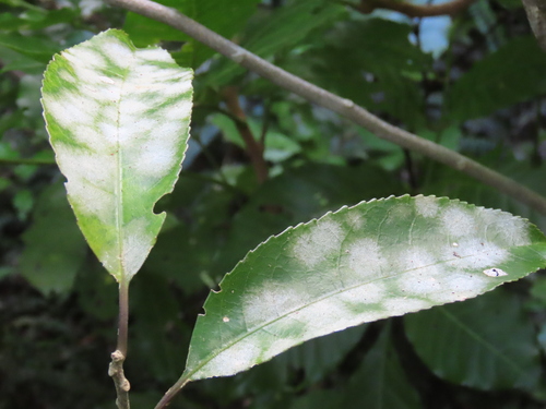 Image of Cephaleuros lagerheimii by no rights reserved
