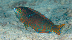 Yellowtail Wrasse photo 2