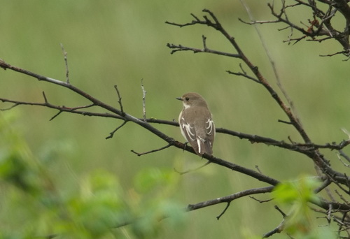 Semicollared Flycatcher (Ficedula semitorquata), photo 8