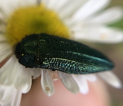 Acmaeodera resplendens