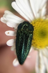 Acmaeodera resplendens