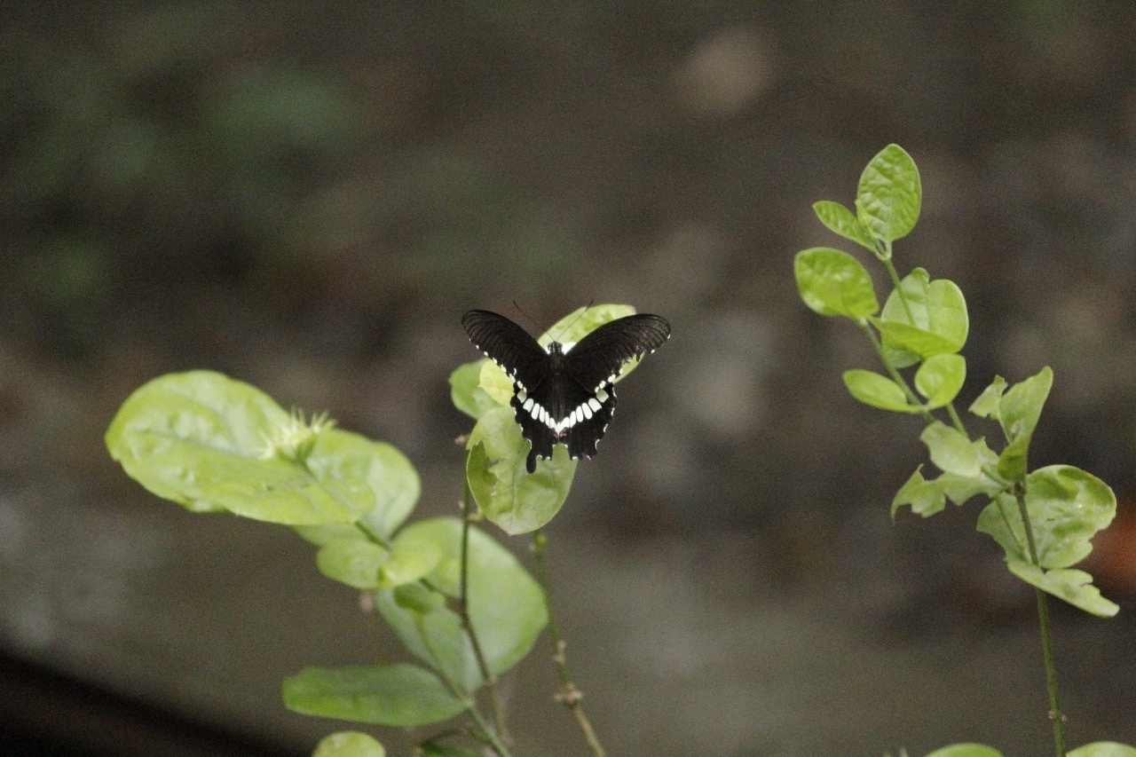Common Mormon
