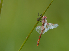 Passerculus sandwichensis