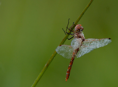 Passerculus sandwichensis