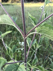 Eupatorium serotinum