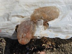 Ascidiella aspersa