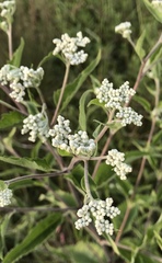 Eupatorium serotinum