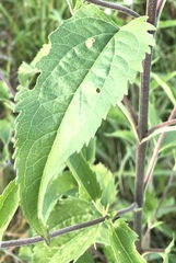 Eupatorium serotinum