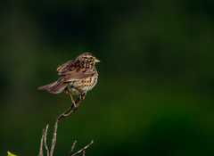 Passerculus sandwichensis