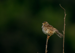 Passerculus sandwichensis