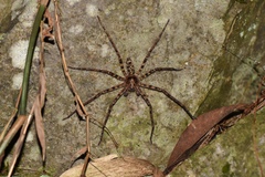 Heteropoda venatoria